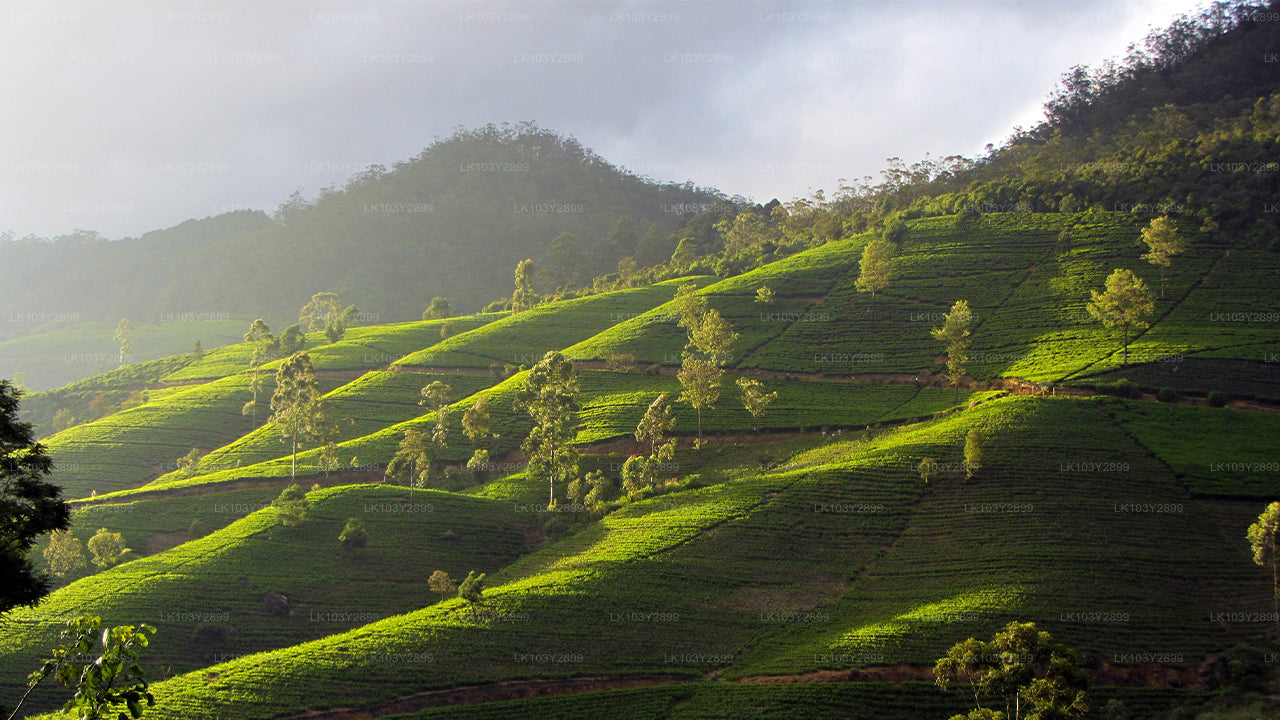 Explore Sri Lanka from Colombo (4 Days)