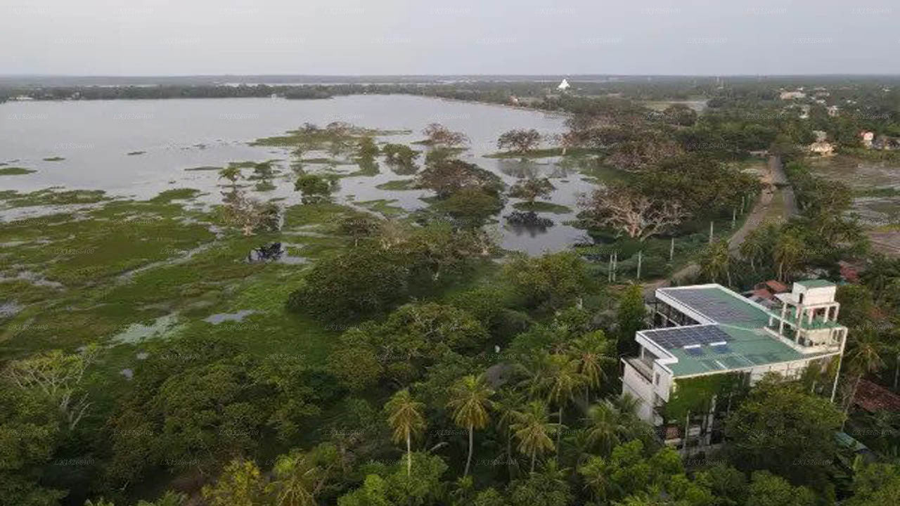 The Rain Tree, Tissamaharama