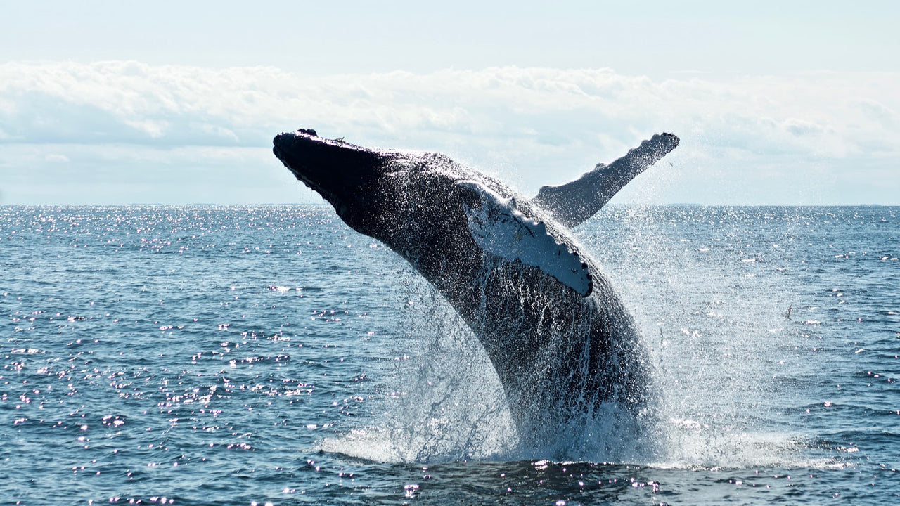 Shared Whale Watching Tour from Galle (8 Persons)