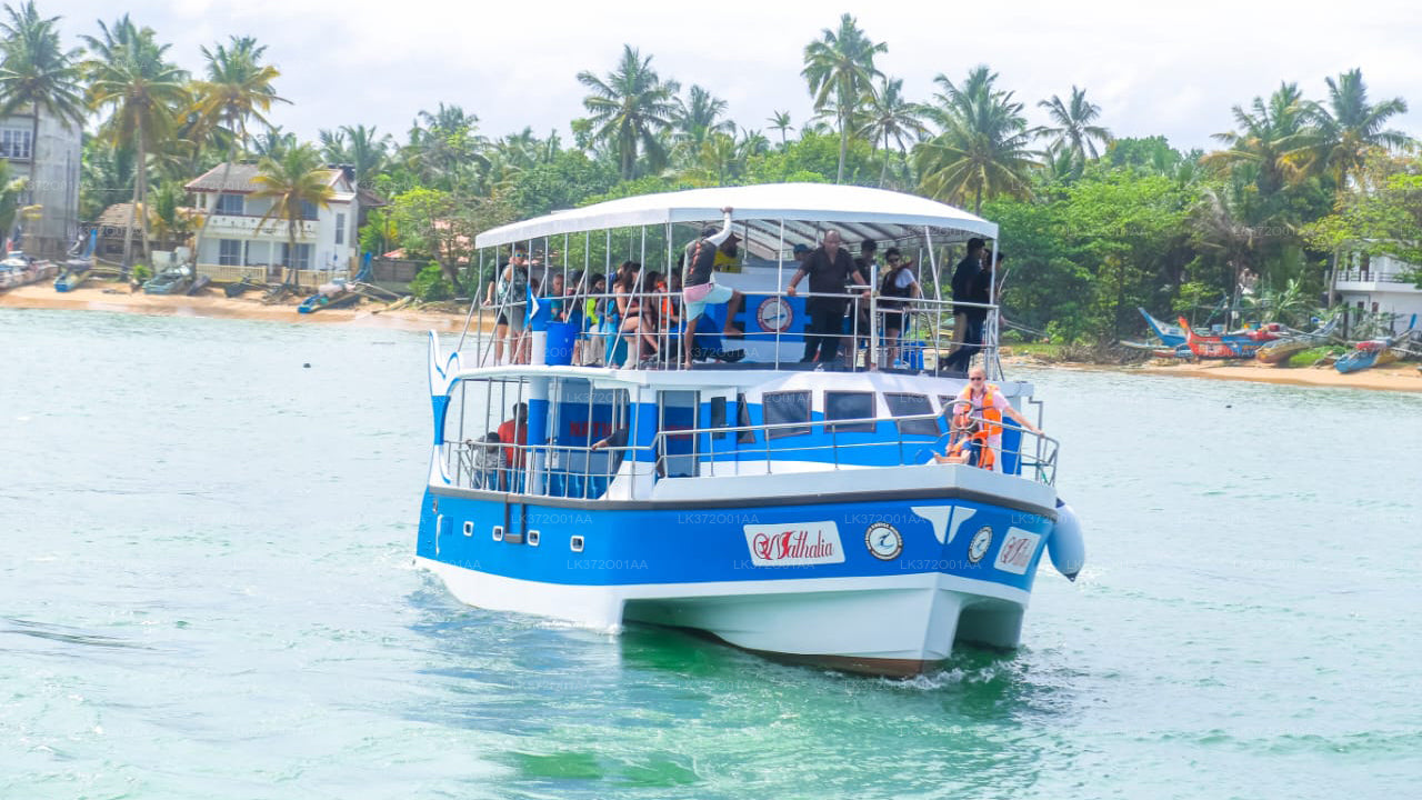 Whale Watching from Mirissa