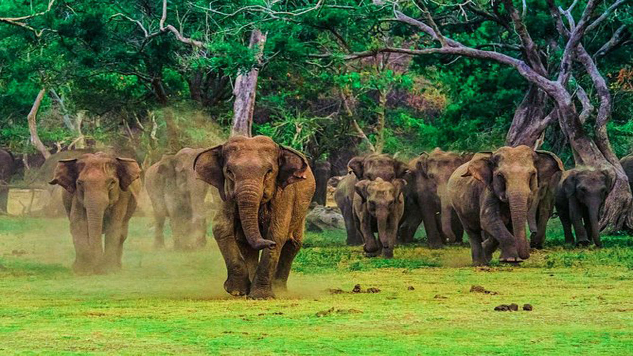 Udawalawe National Park Safari with Elephant Transit Home Visit