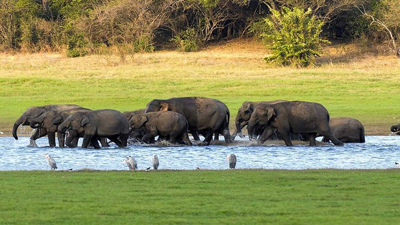 Kaudulla National Park Private Safari from Habarana