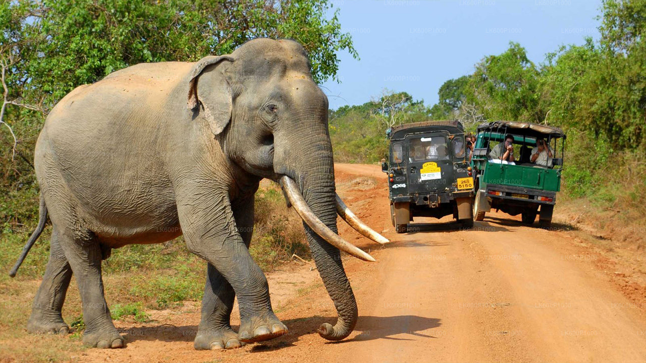 Yala National Park Safari from Kalutara