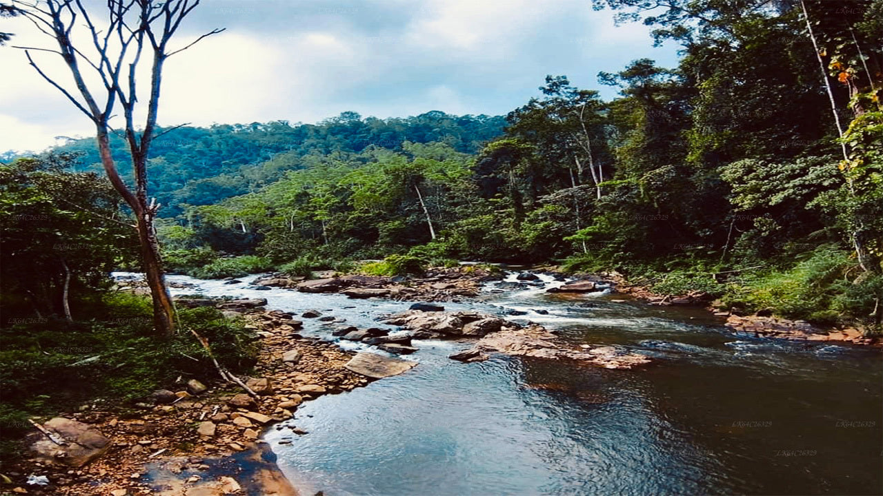 Sinharaja Rain Forest Water Fall Tour