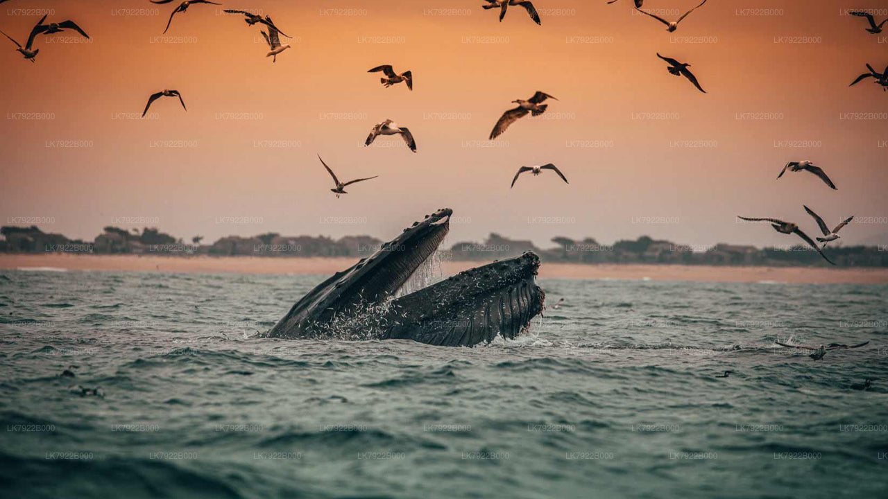 Whale Watching Cruise in Trincomalee (Private  Tour)