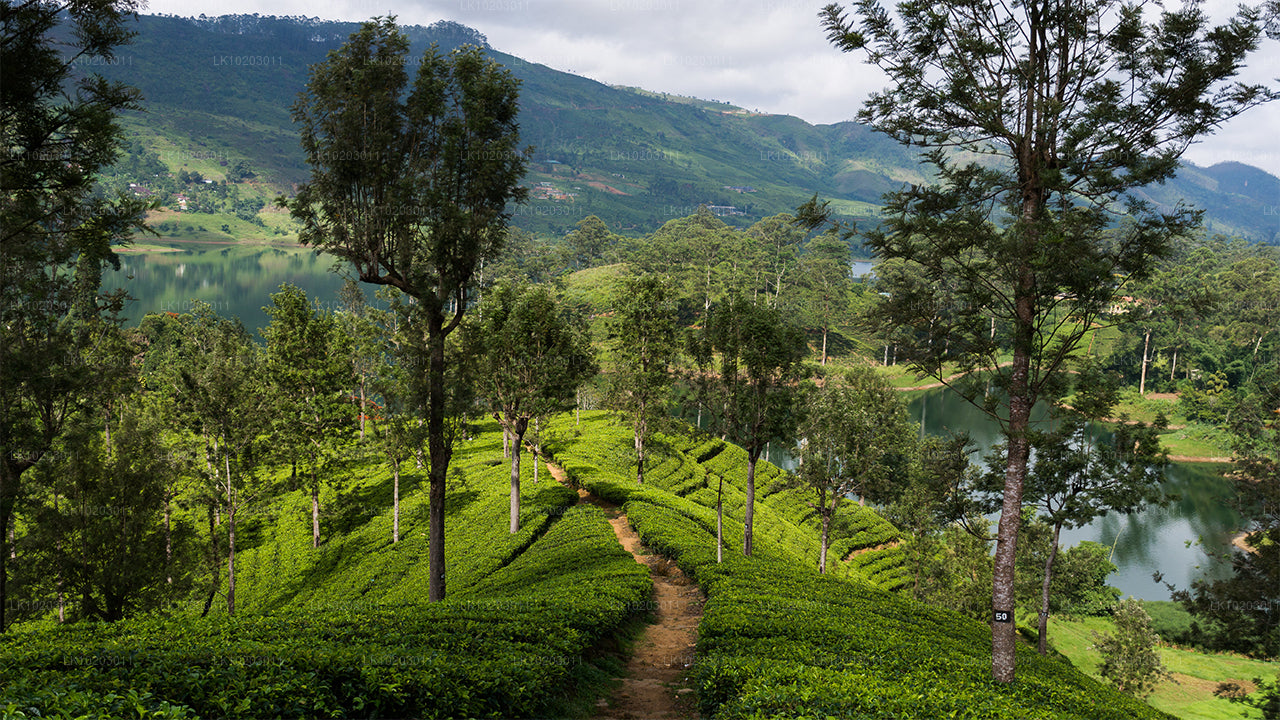 Nuwara Eliya from Colombo (2 Days)