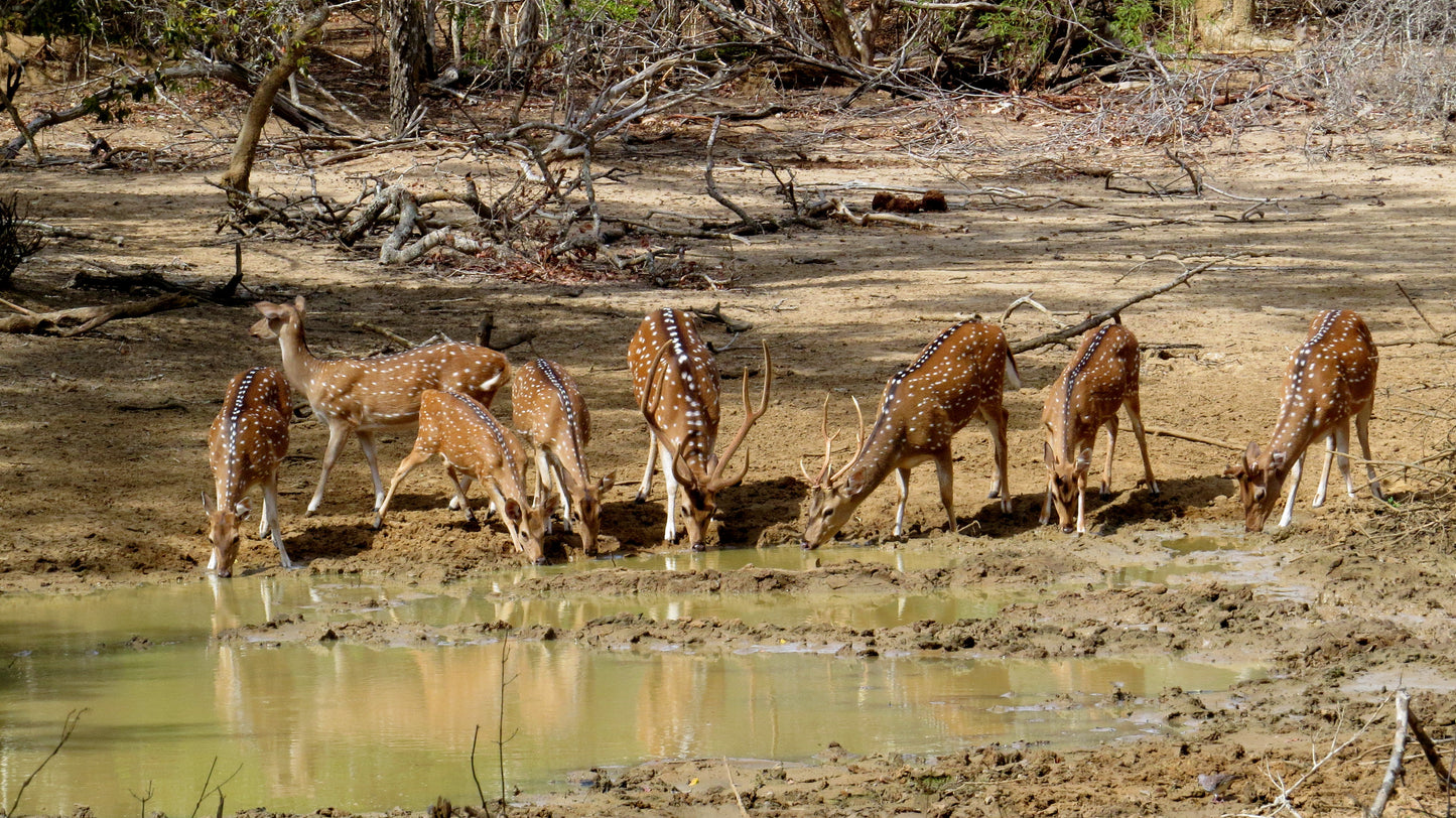 Wild Wonders and Hidden Temples from Bentota (2 Days)