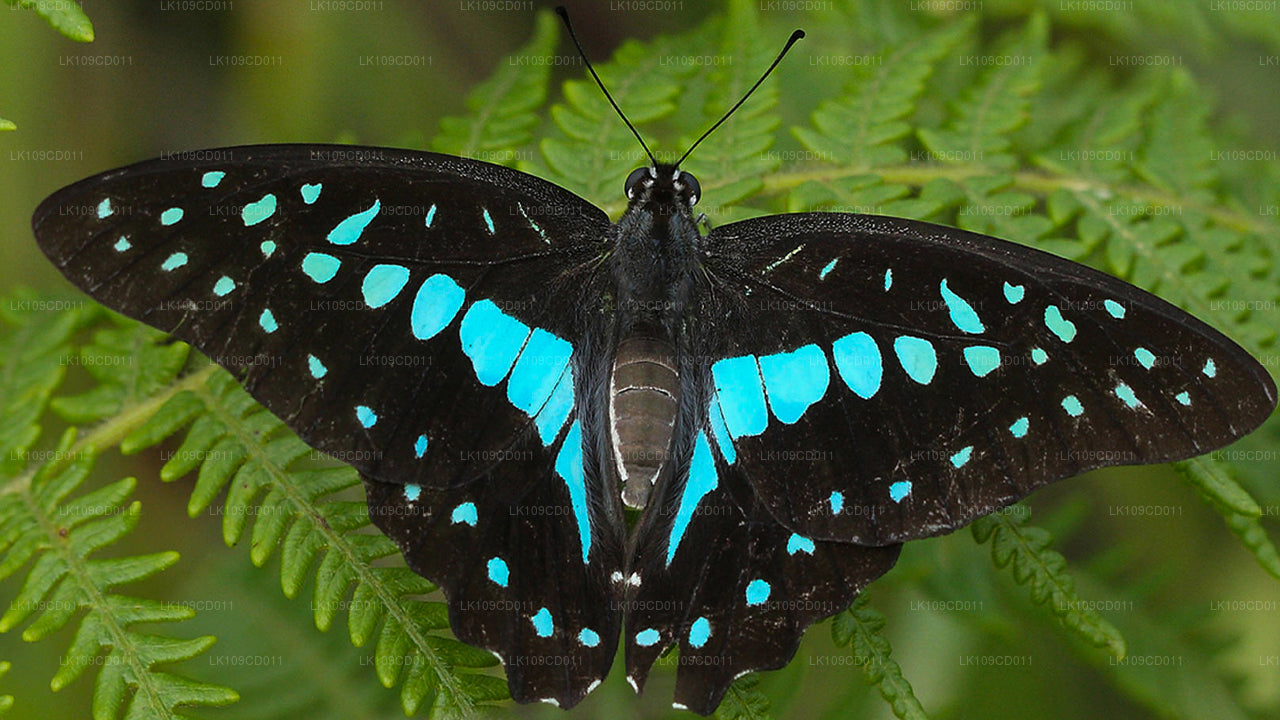 Dragonfly and butterfly watching Tour (9 Days)