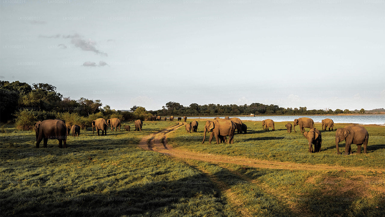 The Finest of Ceylon (16 Days)