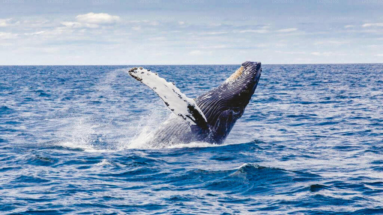 Whale Watching Boat Tour from Hikkaduwa