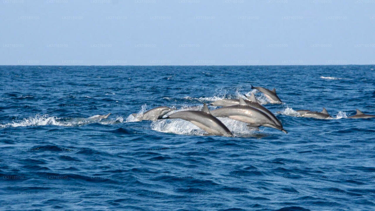 Whale Watching Boat Tour from Koggala