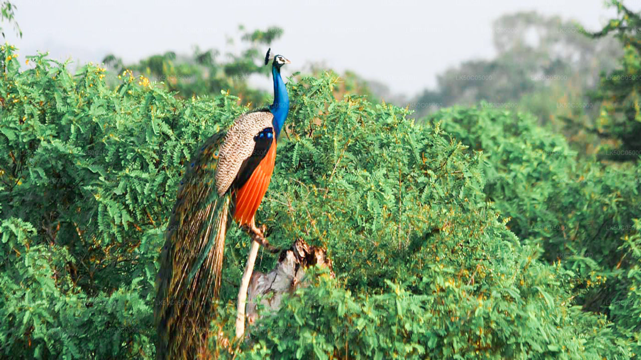 Yala National Park Safari from Tissamaharama