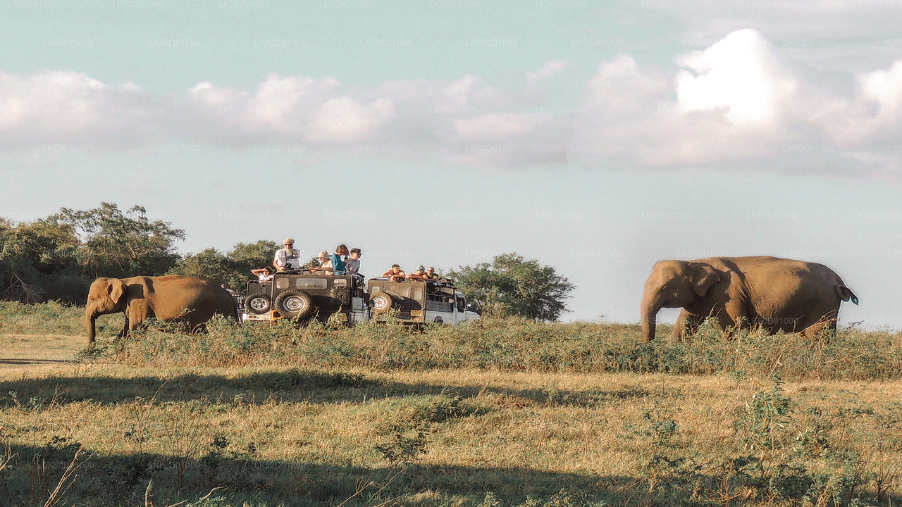 Kaudulla National Park Private Safari with Naturalist