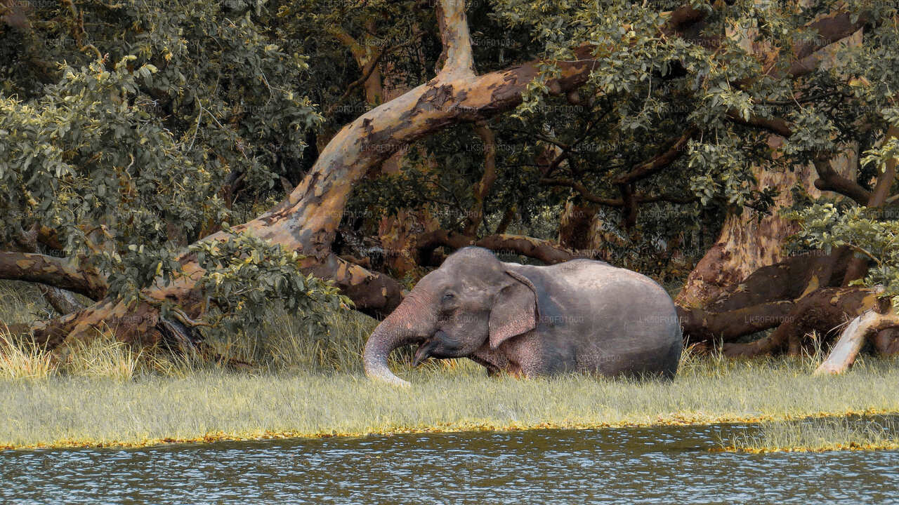 Wilpattu National Park Private Safari