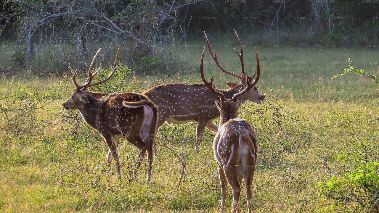 Wilpattu National Park Safari with Naturalist