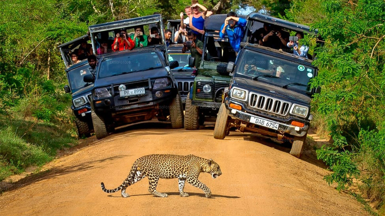 Wilpattu National Park Safari with Naturalist