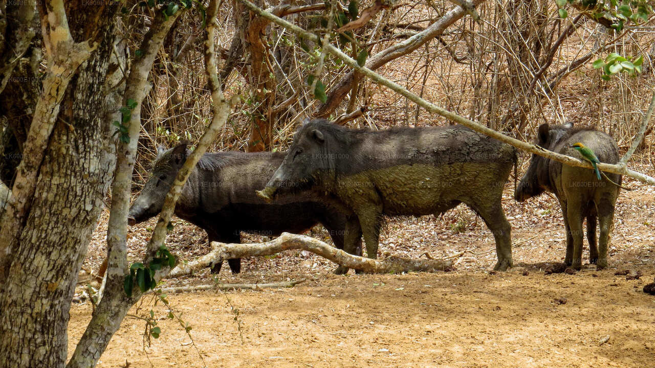 Yala National Park Safari from Beruwala