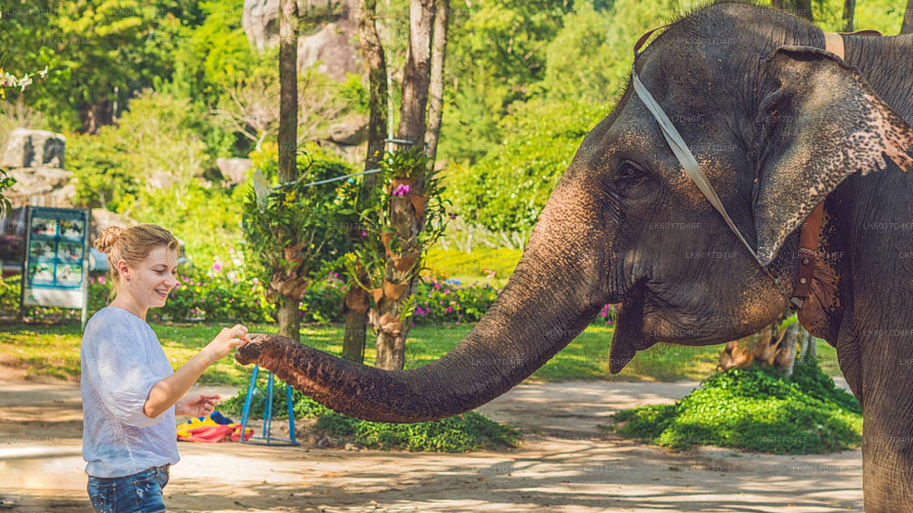 Millennium Elephant Foundation from Colombo Port (Private Day Tour)