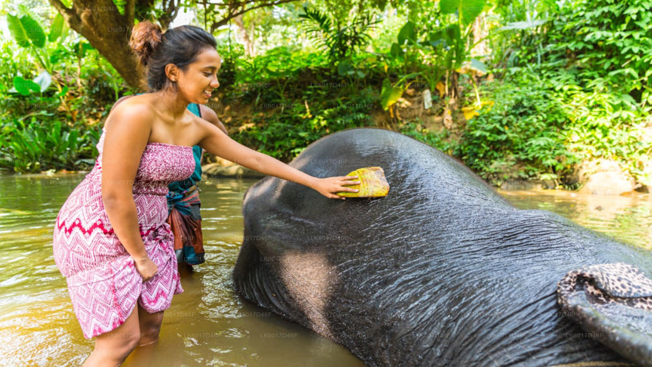 Millennium Elephant Foundation from Colombo Port (Private Day Tour)