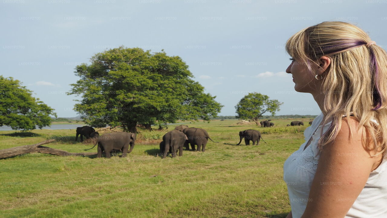 Sigiriya Rock and Wild Elephant Safari from Negombo