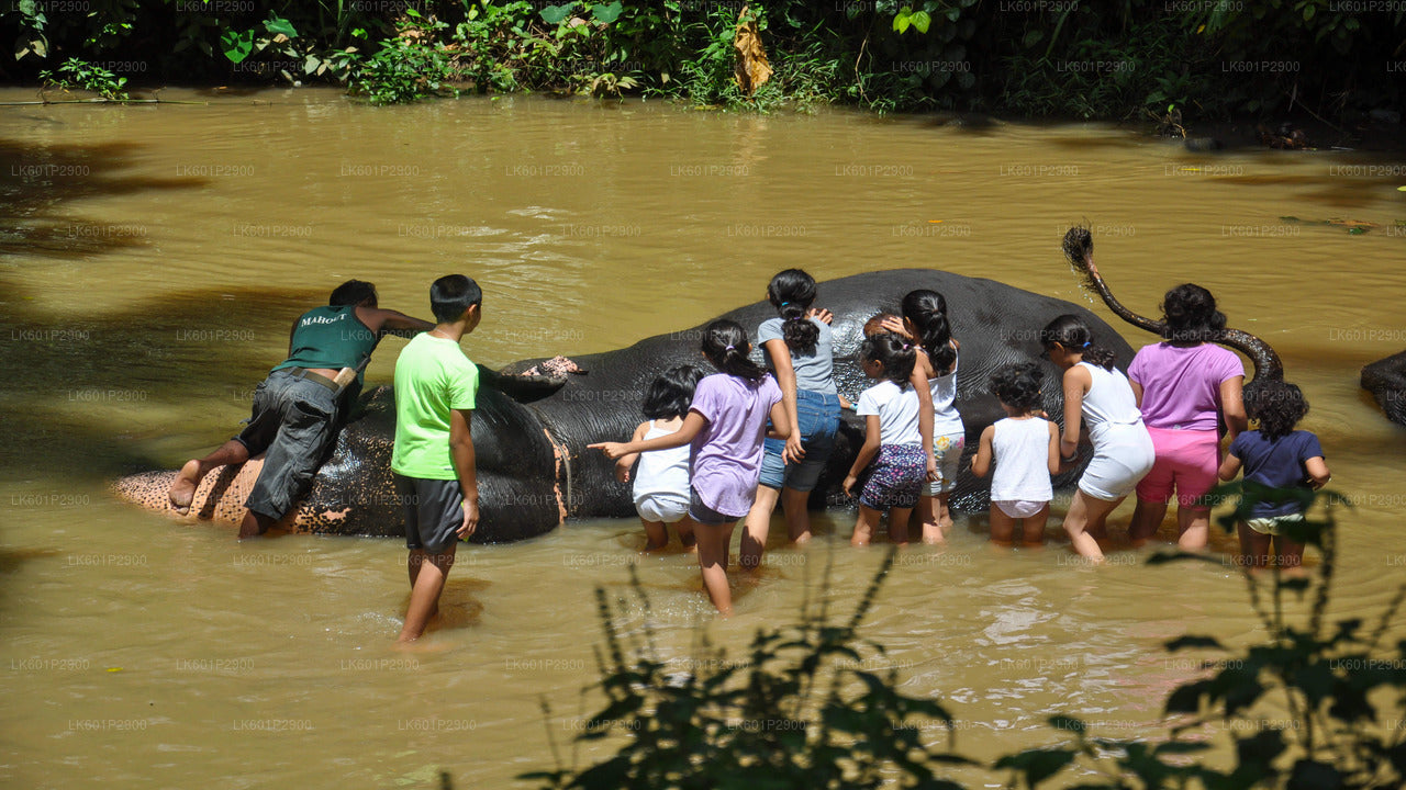 Millennium Elephant Foundation from Negombo