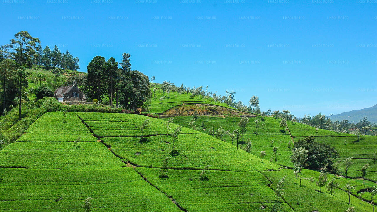 Haputale Highlands from Nuwara Eliya