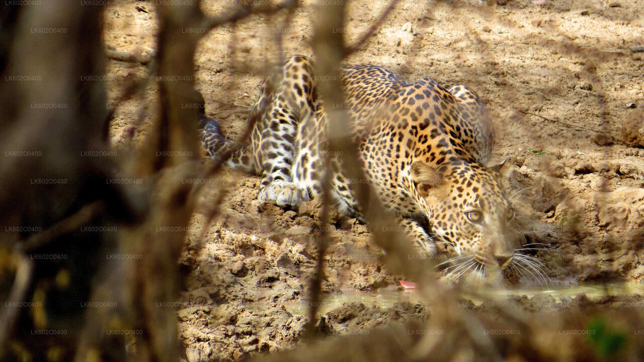 Yala National Park Safari from Mirissa