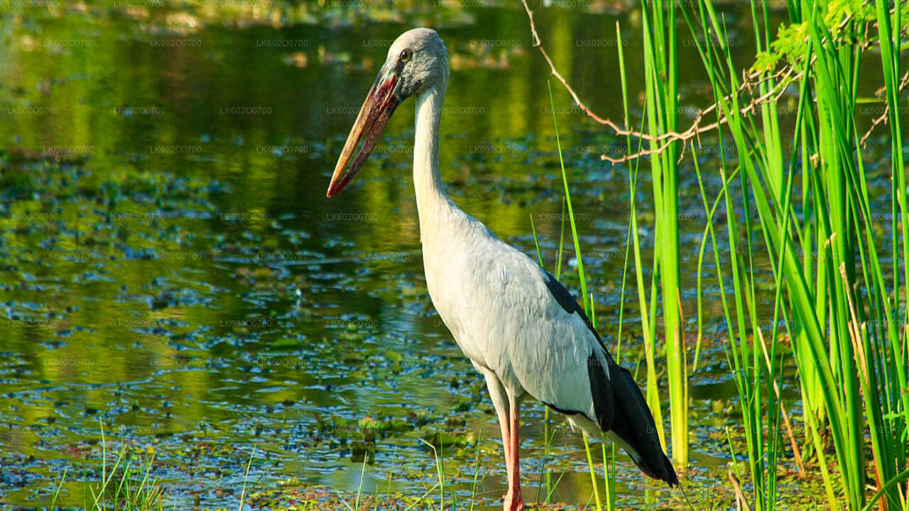 Bundala National Park Safari from Mirissa