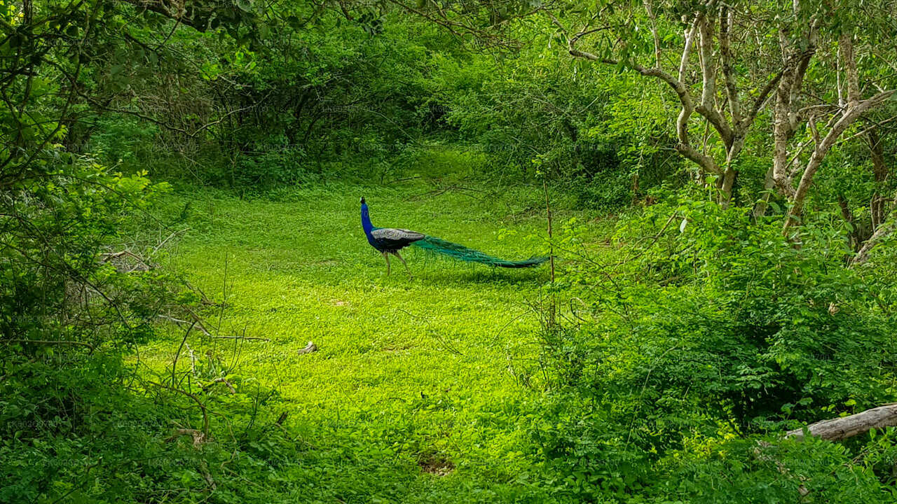 Bundala National Park Safari from Mirissa