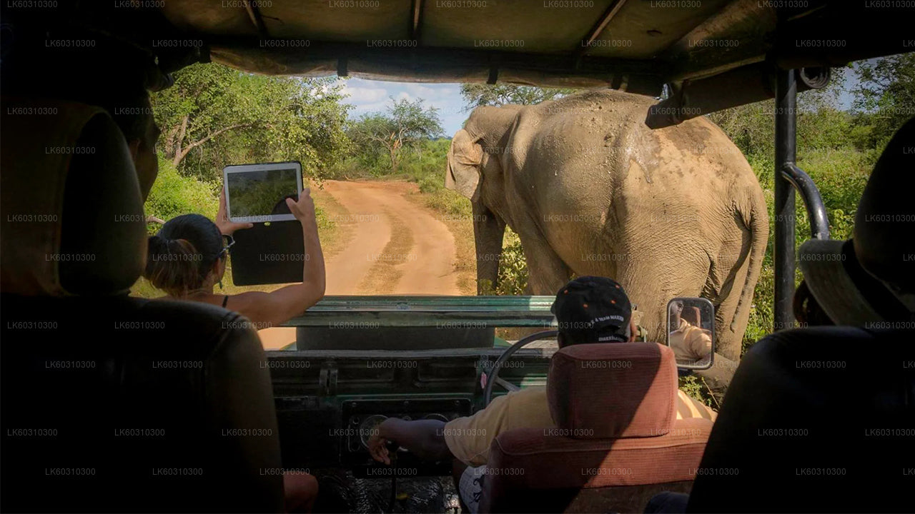 Yala National Park Safari from Ahangama