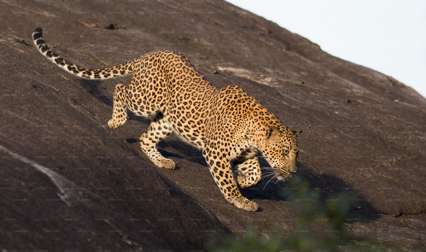 Yala National Park Safari from Tangalle