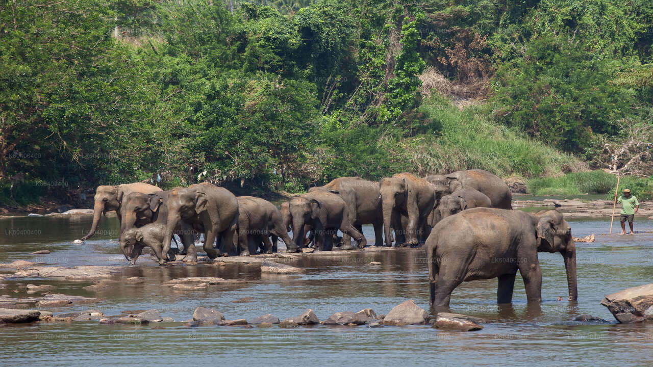 Pinnawala Elephant Orphanage from Ahungalla