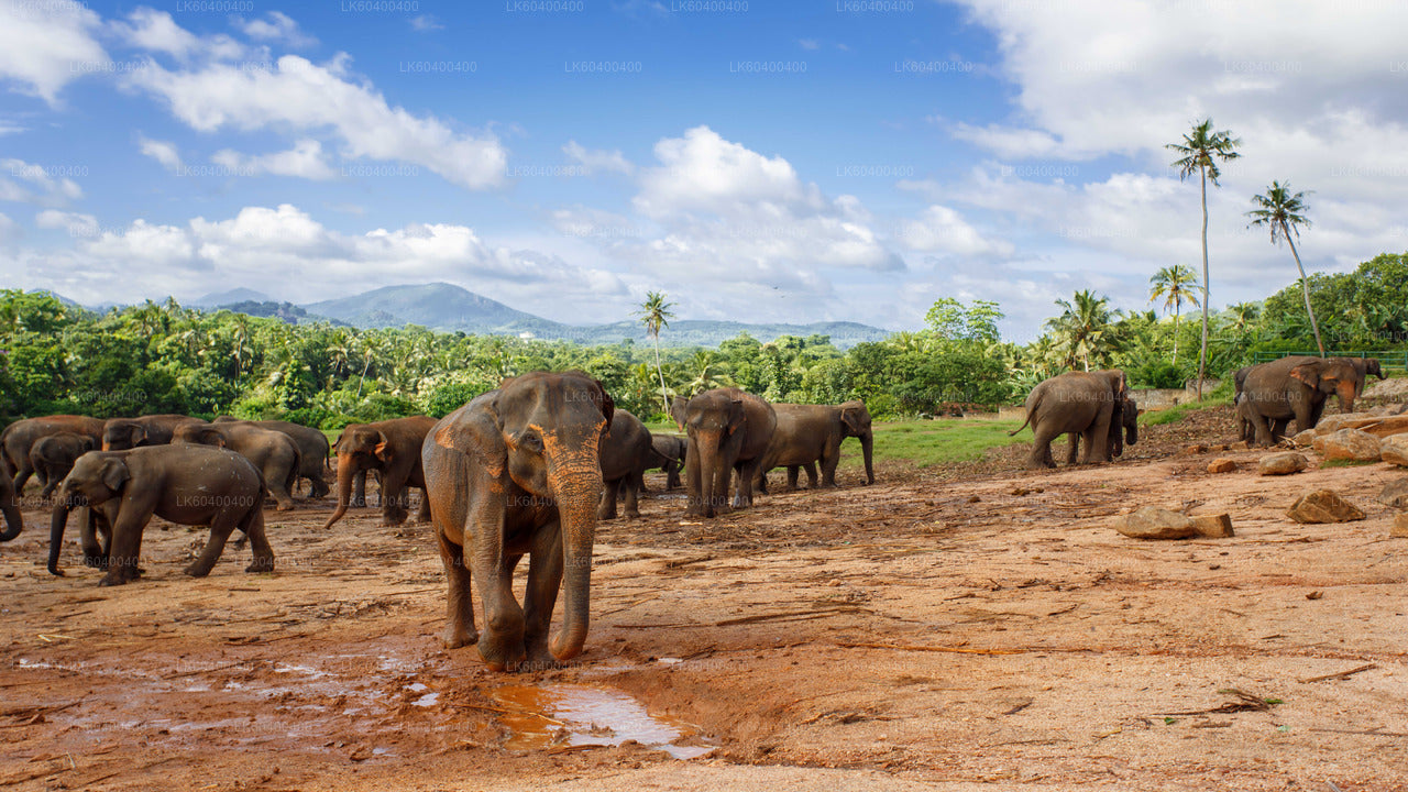 Pinnawala Elephant Orphanage from Ahungalla