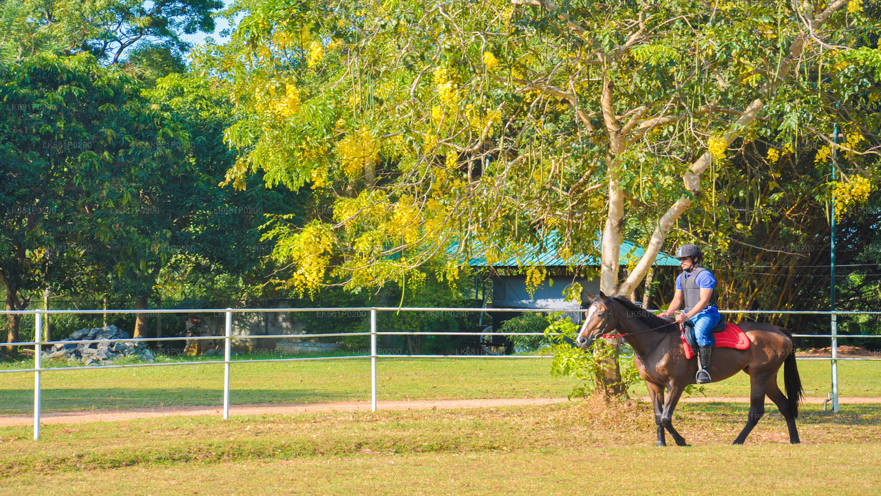 Horse Riding for Professionals from Negombo