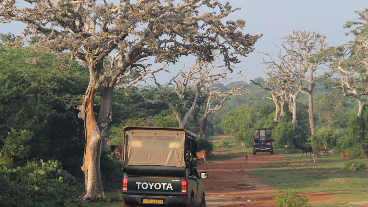 Bundala National Park Entrance Tickets