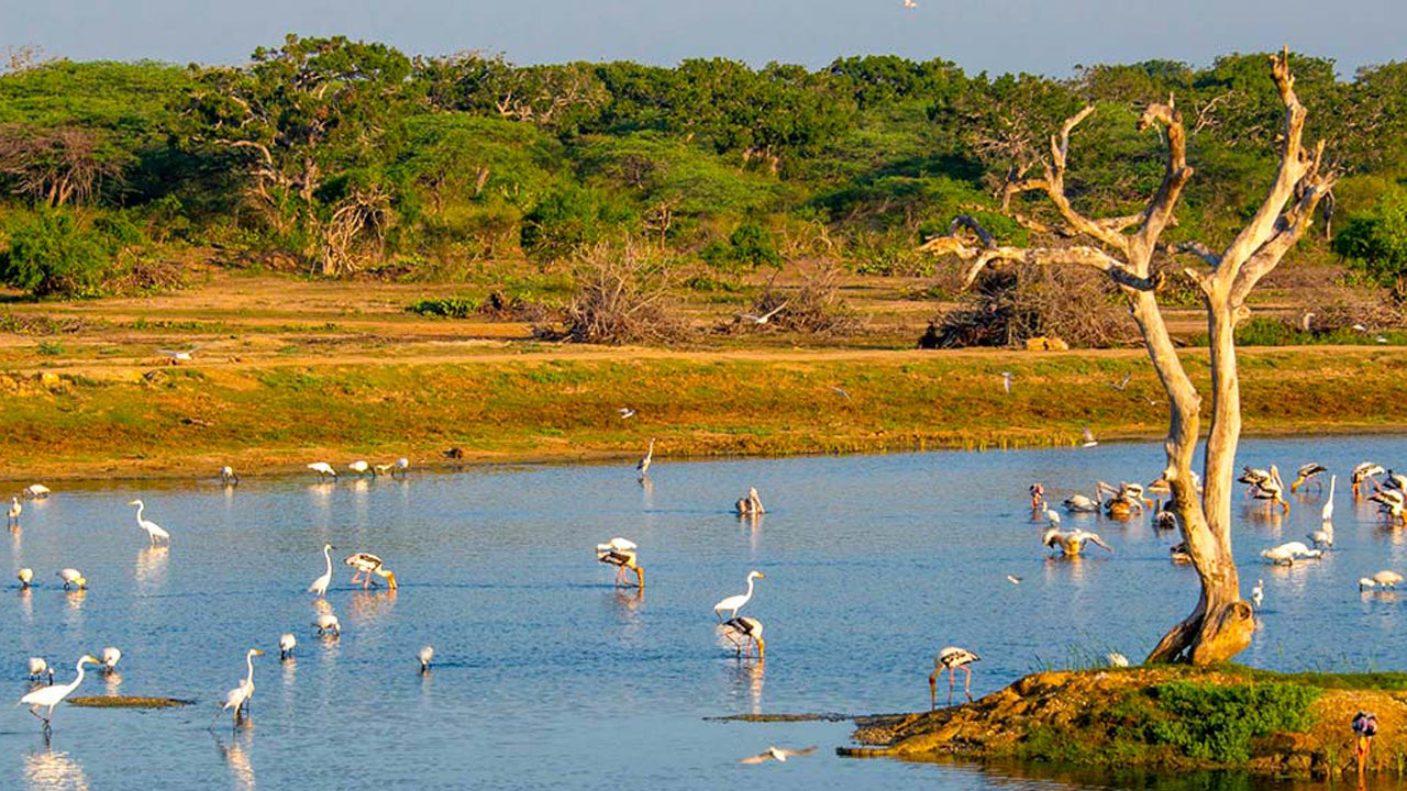 Bundala National Park Entrance Tickets