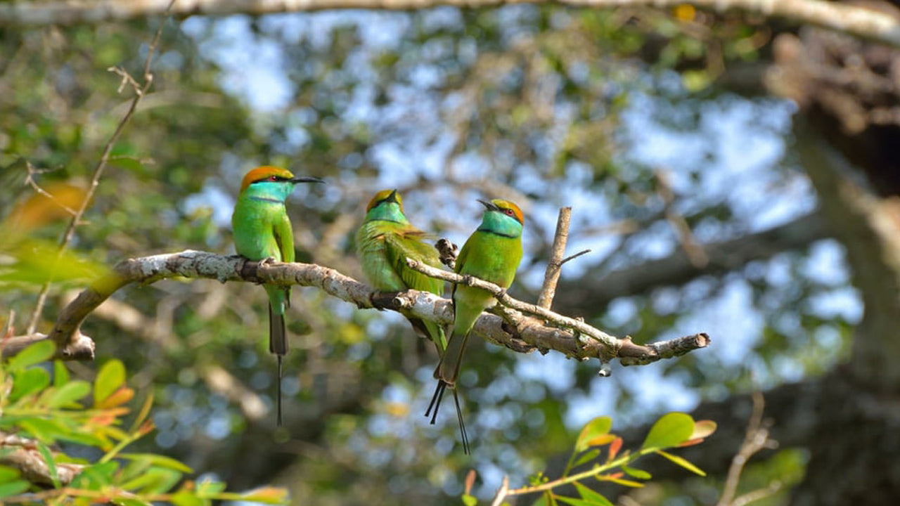 Bundala National Park Entrance Tickets