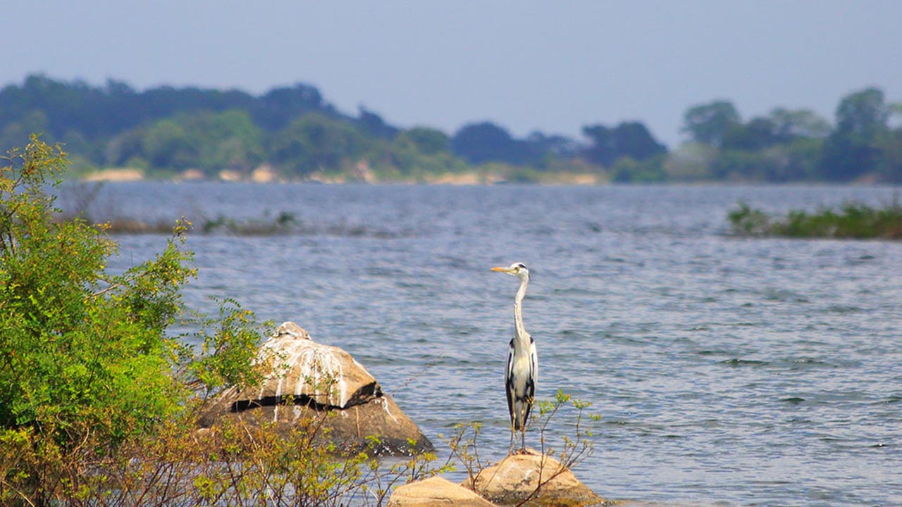 Gal Oya National Park Entrance Tickets