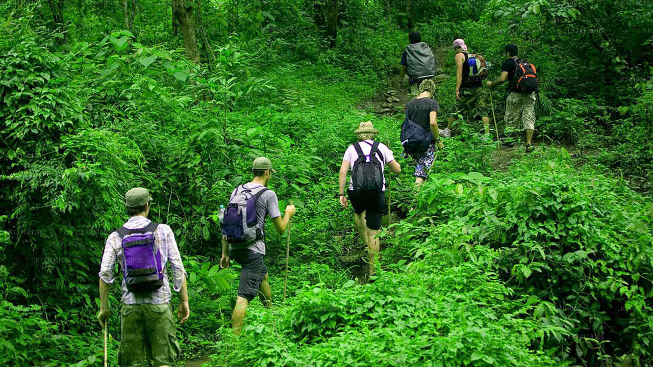 Rainforest Trekking from Kitulgala