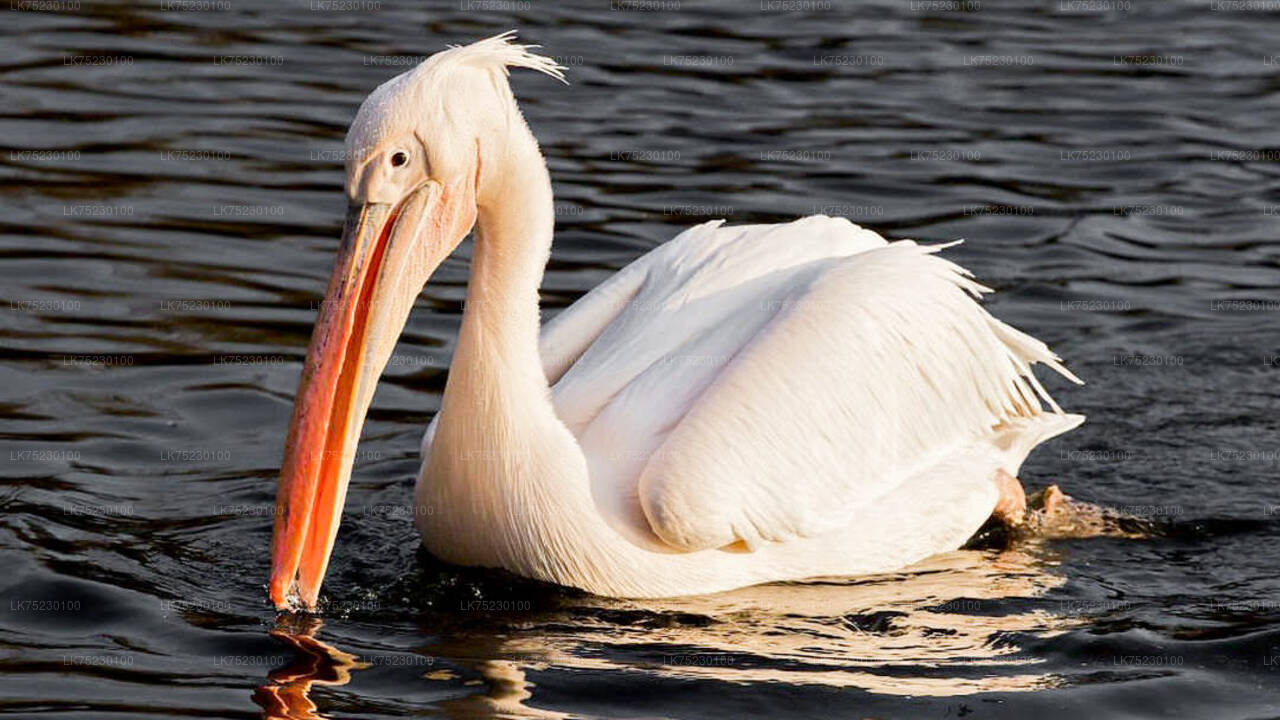 Birdwatching Boat Ride at Kalametiya Sanctuary