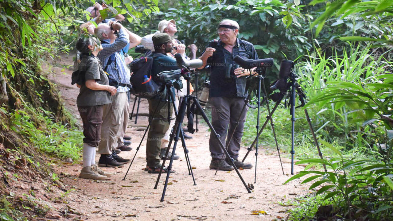 Birdwatching at Kitulgala from Mount Lavinia