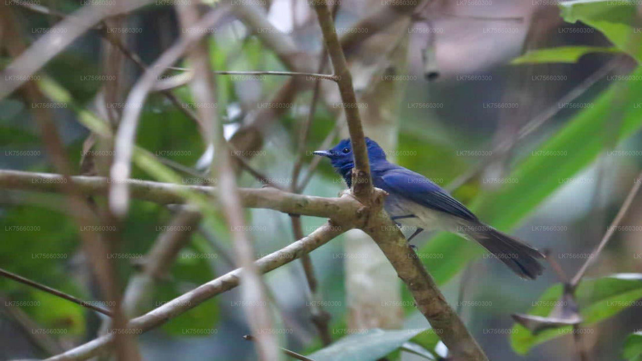 Birdwatching at Kitulgala from Mount Lavinia