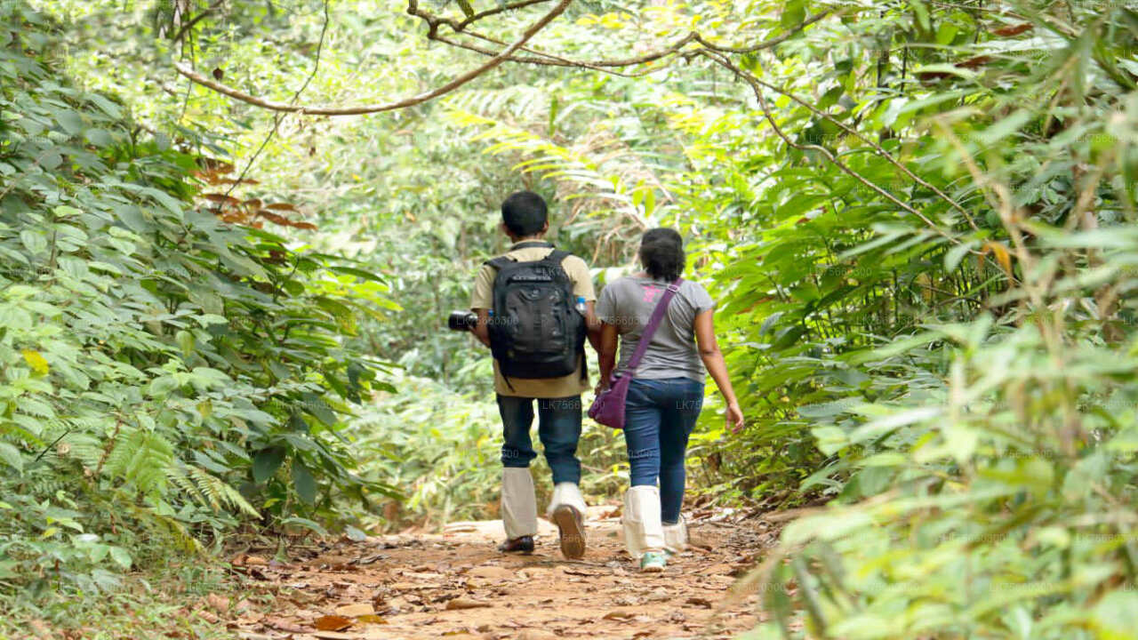 Birdwatching at Kitulgala from Mount Lavinia