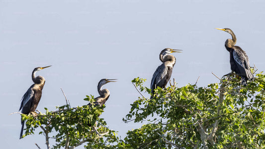 Bundala National Park Safari from Hambantota Seaport