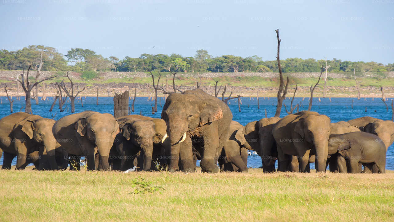 Kaudulla National Park Private Safari with Naturalist