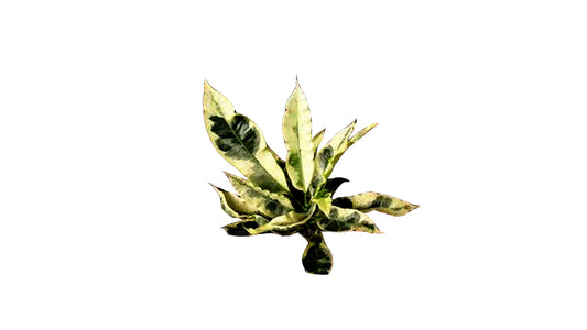 Lakpura Andrew Croton (50 Leaves)