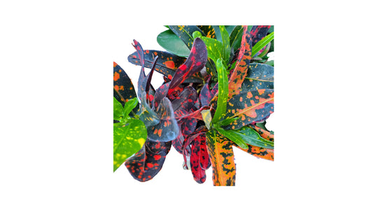 Lakpura Bush on Fire Croton (50 Leaves)
